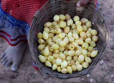 Mahua flower collection during summer season