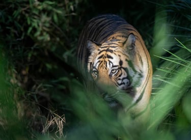 Tiger on Prowl