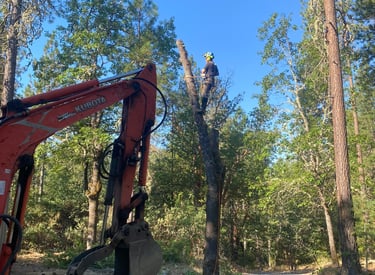 Tree Climber in tree removing top, excavator to left