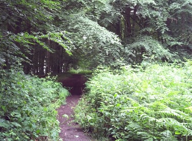 a path leading through a lush green forest