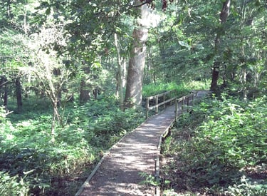 A peaceful woodland path surrounded by lush vegetation and trees