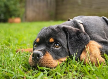 Portrait animalier d’un chiot rottweiler allongé dans l’herbe, par Théo Vonderscher