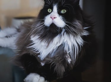 Portrait animalier d’un maine coon noir et blanc aux yeux verts, par Théo Vonderscher