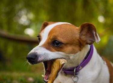 Portrait animalier d’un jack russell terrier mâchant un jouet en herbe, par Théo Vonderscher