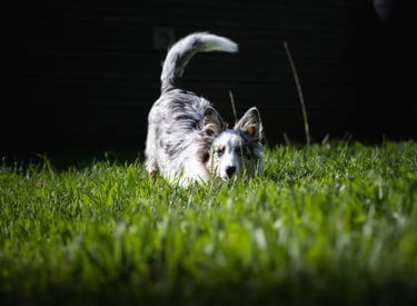 Portrait animalier d’un chiot berger des Shetland merle jouant dans l’herbe, par Théo Vonderscher