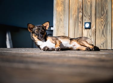 Portrait animalier d’un petit chien détendu sur terrasse en bois, par Théo Vonderscher