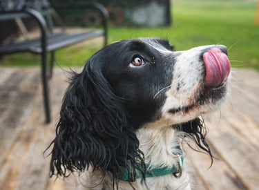 Instant spontané d’un springer spaniel anglais se léchant la truffe, par Théo Vonderscher