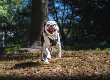 Portrait animalier d’un carlin blanc courant joyeusement en forêt - Théo Vonderscher