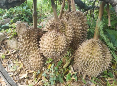 Durian