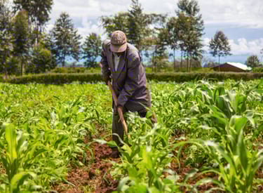 livelihood development in South Sudan