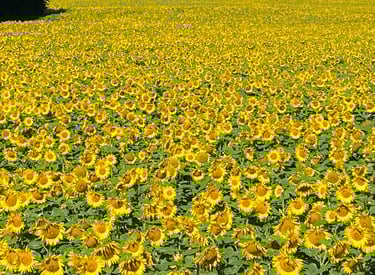 Environnement et préservation