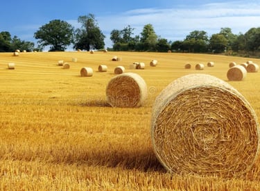 terreno agricolo seminativo vendita codognè treviso venezia pordenone serenissima terreni