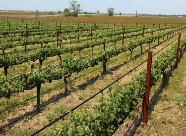 Vigneto Gorgo al Monticano –Pinot Grigio- vendita terreni agricoli Pordenone Venezia treviso