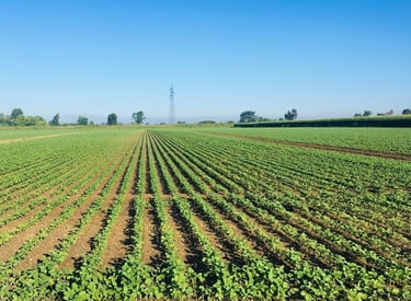 seminativo gorgo al monticano - 08 ettari - treviso pordenone venezia -compravendita