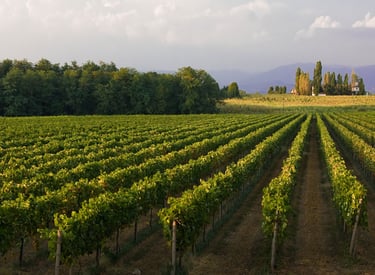 Vigneto in vendita colline Oderzo Veneto - Prosecco DOC, Glera – opportunità investimento agricolo
