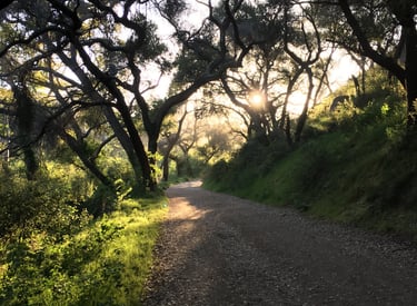 Dirt path through a dark forest with sunlight filtering through the trees.