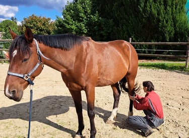 Soins aux animaux - Sophie Pelé - Cheval