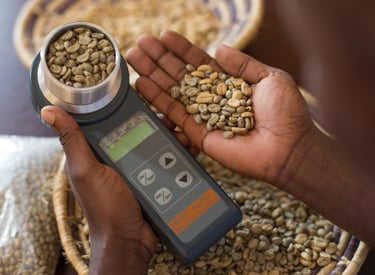 Green Coffee bean moisture test check