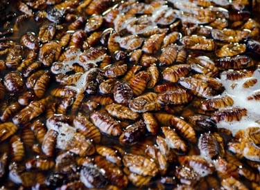 oeufs d'une blarre germanique