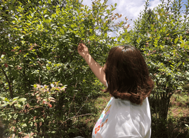 Mujer-cortando-arandano-azul
