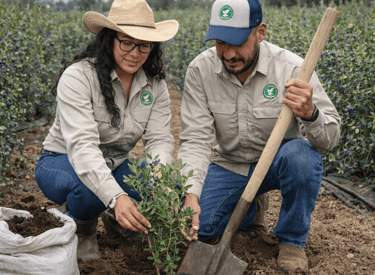 Agricultores plantando un arbusto joven de arándanos en un campo de bayas orgánicas.