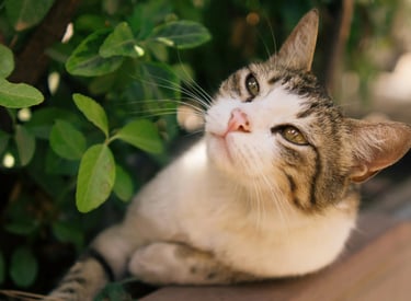 Carte Services Complémentaires – options, surveillance, arrosage, feuilles, fruits, désodorisation