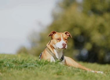 Carte service Essai gratuit – test sans engagement du service de ramassage canin