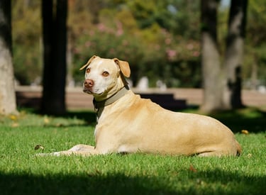 Carte service Abonnement – entretien régulier des jardins avec passage hebdomadaire