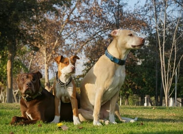 Carte service Nettoyage ponctuel – prestation unique pour remise en état du jardin