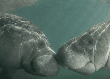 Two Florida Manatees nose to nose as the sun shines down on them.