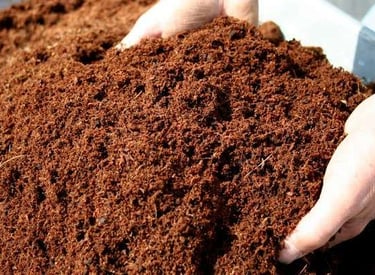 Hands holding high-quality organic cocopeat, ideal for gardening and hydroponics