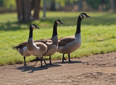 Several geese are gathered together in a fenced outdoor area. The focus is on a goose in the center with an orange beak and white and tan feathers. The enclosure is grassy with a blurred blue barrel and other items in the background.