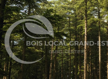 une scène de forêt