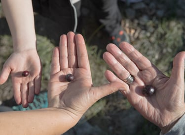 Three people holding fresh, ripe black olives in their open palms during a traditional olive harvest.