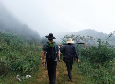 introduction to medicinal mushrooms