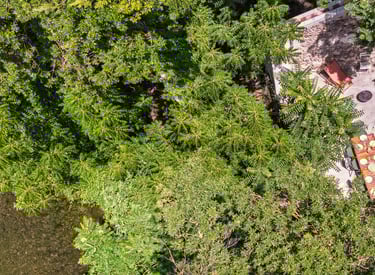 Le moulin en cévennes