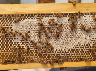 Honey Frame