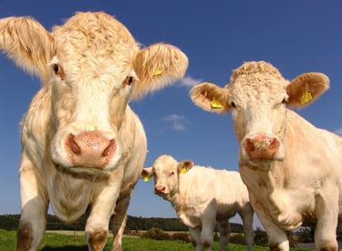 attivismo per i diritti degli animali 
