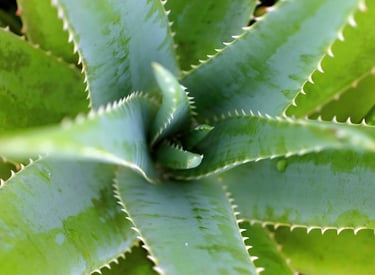 Aloe plant
