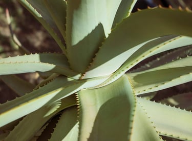 Aloe Vera plant