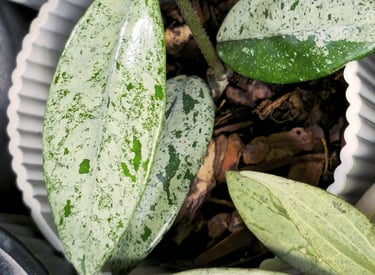 Hoya Wilbur Graves China