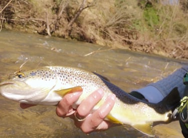 Pêche à la mouche tandem sèche - nymphe