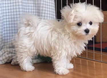 Maltipoo Puppies for Sale