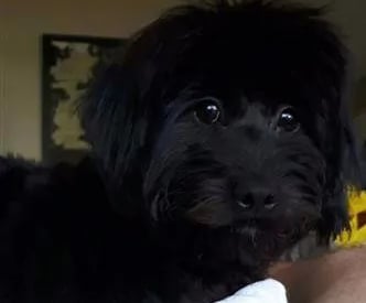 black maltipoo puppy