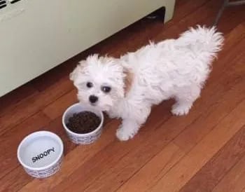 maltipoo puppy eating 