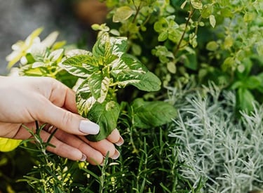 a person holding a bunch of herbs for Habu secrets cream