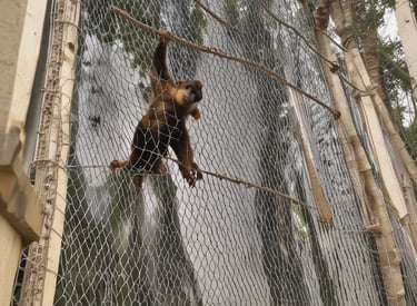 best monkey nets installation in bangalore