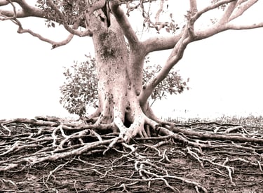 tree and roots