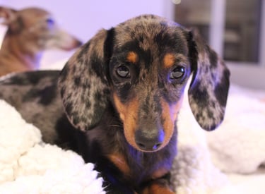 a dog is laying on a blanket on a bed