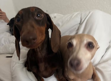 two dogs sitting on a bed with a person laying on a bed